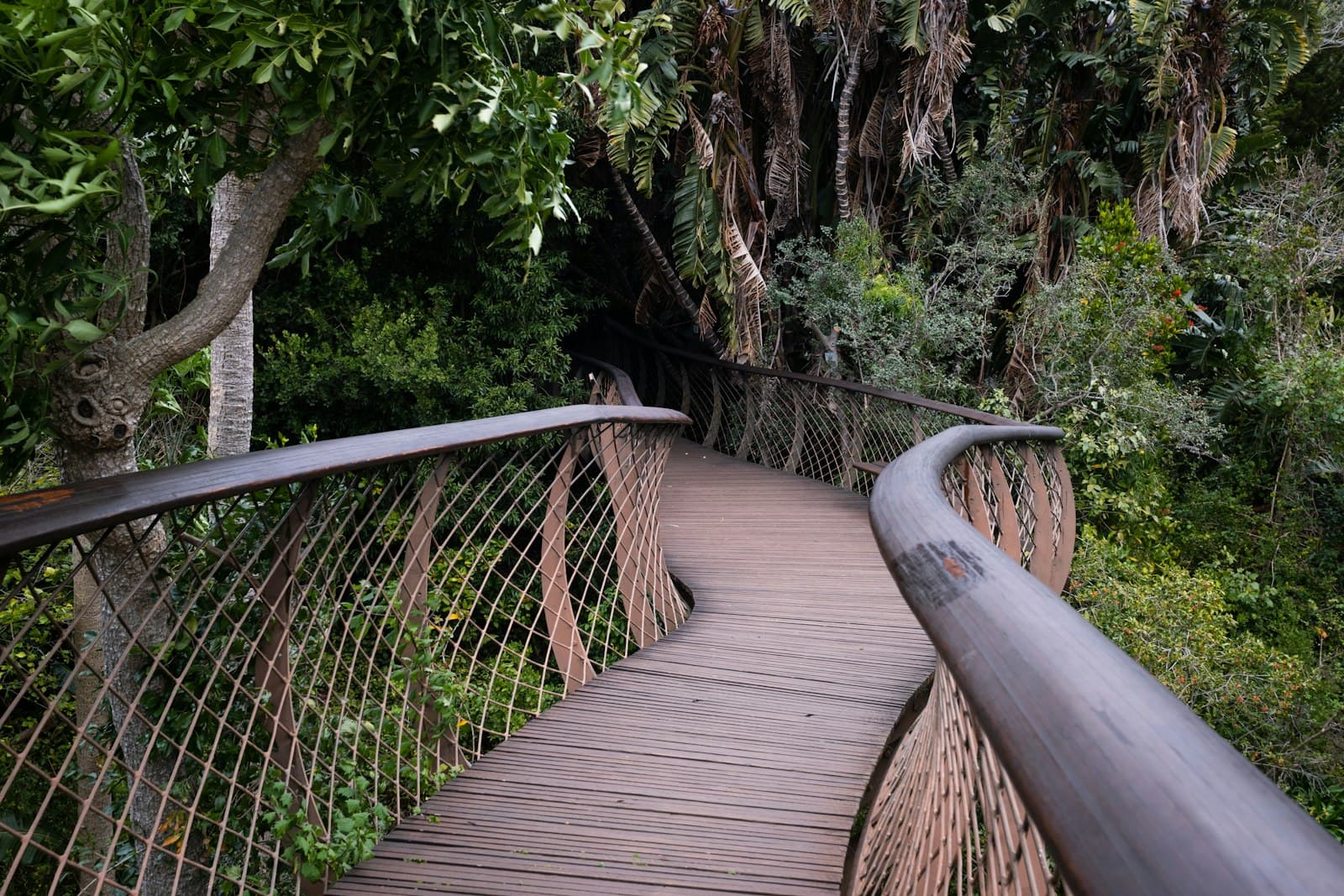 Wooden canopy walkway through the jungle