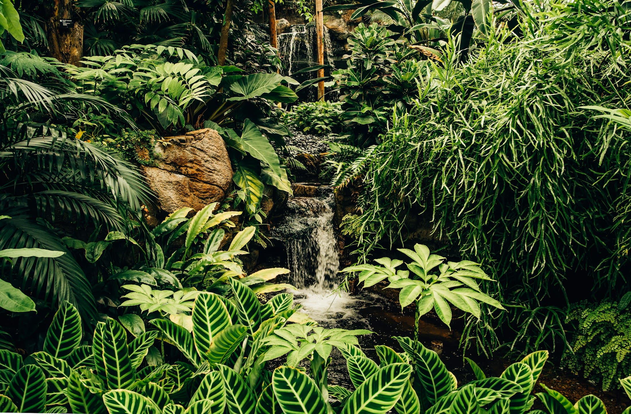 Lush waterfall in dense tropical rainforest